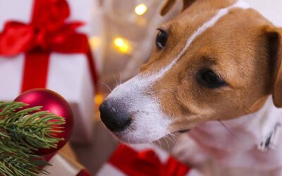Hund und Katze – Gefahren in der Weihnachtszeit