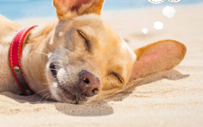Reiseapotheke für den Sommerurlaub mit dem Hund