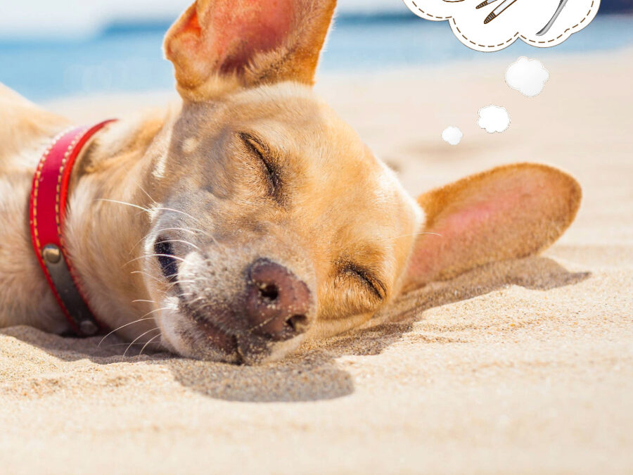 Reiseapotheke für den Sommerurlaub mit dem Hund