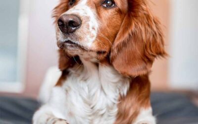 Scheinträchtigkeit bei Hund und Katze