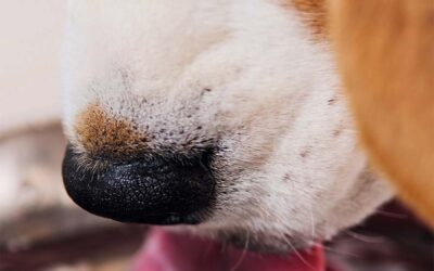 Gefahren für Hunde beim Trinken aus öffentlichen Näpfen