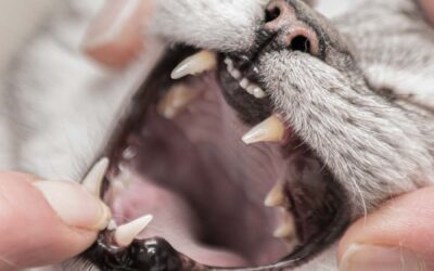 Zahnerkrankungen bei der Katze