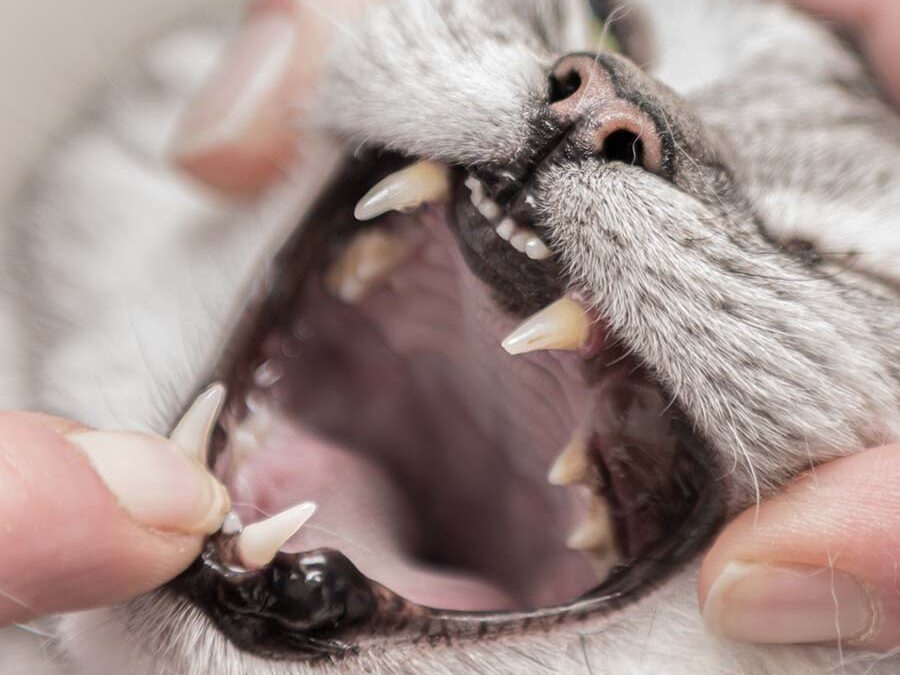 Zahnerkrankungen bei der Katze